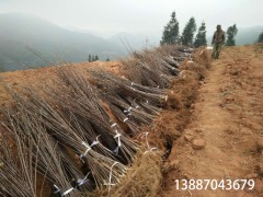 江口縣哪里有蘋(píng)果苗-昭通蘋(píng)果基地 13887043679圖2