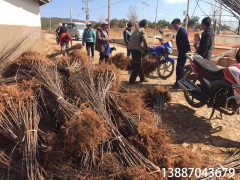 江口縣哪里有蘋(píng)果苗-昭通蘋(píng)果基地 13887043679圖3