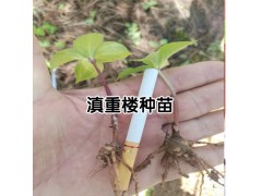 出售滇重樓籽種_購(gòu)買重樓苗費(fèi)用在多少?圖1