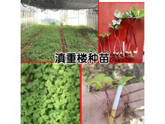 出售滇重樓籽種_購(gòu)買重樓苗費(fèi)用在多少?圖2