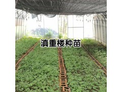 出售滇重樓籽種_購(gòu)買重樓苗費(fèi)用在多少?圖3