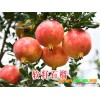 求購軟籽石榴樹苗&求購軟籽石榴苗&軟籽石榴價格多少？