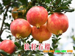 云南軟籽石榴樹苗價(jià)格_軟籽石榴樹圖片087164155848圖1