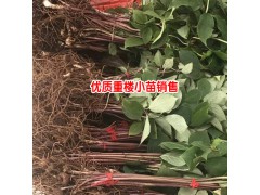 滇重樓小苗圖片欣賞_哪里賣(mài)重樓苗- 重樓苗哪里采購(gòu)圖3