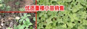 滇重樓小苗圖-重樓畝產(chǎn)量在多少公斤？