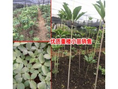 2018重樓種植一畝成本價(jià)_云南重樓種苗批發(fā)價(jià)格圖2