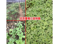 [重樓種苗價格_]云南大理州賓川縣滇重樓苗價格圖1