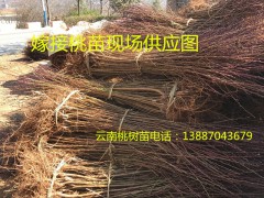 云南嫁接桃苗&哪里有毛桃苗，好的桃苗是什么品種！圖1