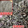 金鐵鎖多少錢(qián)一斤_金鐵鎖畝產(chǎn)多少斤?