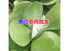 [云南昆明肉肉]不同昆明多肉品種的照顧方式不同圖2