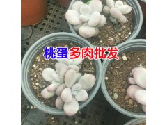 云南多肉植物基地批發(fā)_ 云南肉嘟嘟生產(chǎn)廠家技術資料大全圖1