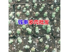 云南多肉植物基地批發(fā)_ 云南肉嘟嘟生產(chǎn)廠家技術資料大全圖3
