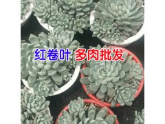 買多肉植物去哪個(gè)網(wǎng)站?_多肉植物需要注意的地方?圖2