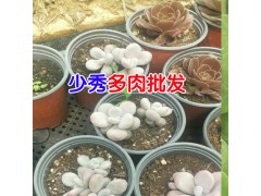 昆明多肉市場(chǎng)在哪里_昆明多肉園藝基地圖2