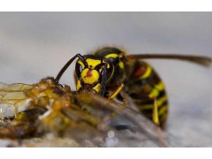 云南胡蜂(又叫黑吊包、小黑蜂))養(yǎng)殖_昆明胡蜂養(yǎng)殖◆圖3