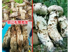 當(dāng)歸的價格多少錢一斤?-種植當(dāng)歸的畝效益麗江農(nóng)特產(chǎn)信息網(wǎng)圖3