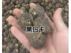 云南瑪卡種植基地_云南瑪卡中藥材種植戶圖1