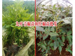 云南產(chǎn)地花椒樹苗有哪些品種？九葉青椒苗和紅椒苗圖2