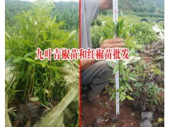 云南大紅椒苗多少錢一棵?_九葉青椒苗和紅椒苗圖2