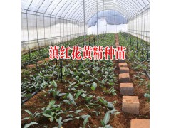 現(xiàn)在云南滇黃精苗多少錢一株?_正宗云南滇黃精幼苗供應圖2
