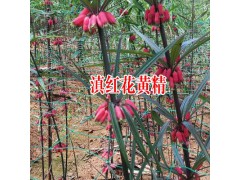 現(xiàn)在云南滇黃精苗多少錢一株?_正宗云南滇黃精幼苗供應圖3
