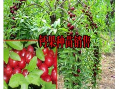 鈣果是什么?_云南哪里有鈣果種植苗圖1