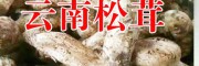 |哪里出售姬松茸|哪里買(mǎi)有姬松茸