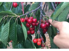 紅富士蘋果特點和價格#云南紅富士產(chǎn)地報價是多少圖1