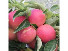 昭通蘋果哪里比較便宜#產(chǎn)地昭通蘋果銷售中心圖1