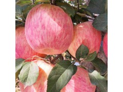 2018云南紅富士蘋果樹報價#昭通昭陽區(qū)紅富士批發(fā)圖1