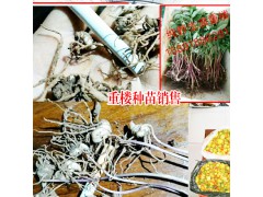 2018獨(dú)角蓮(重樓)價(jià)格怎么樣?圖2