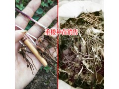 2018獨(dú)角蓮(重樓)價(jià)格怎么樣?圖3