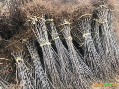 大櫻桃苗上市時間-馬關縣大櫻桃苗-大櫻桃（車厘子）基地圖1