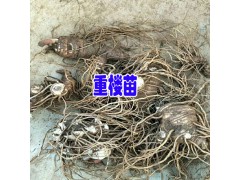 云南重樓價格行情和走勢-2018重樓價格網(wǎng)圖1