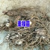 云南重樓價(jià)格行情和走勢(shì)-2018重樓價(jià)格網(wǎng)