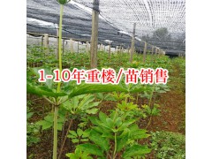 重樓苗基地_1至10年優(yōu)質(zhì)重樓苗圖片圖1