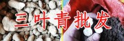 "藥材中的貴族”的三葉青-藥材中的貴族是指什么？