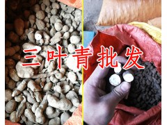 你了解中藥材三葉青藥用價值嗎？圖2