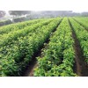 大櫻桃苗上市時間-德江縣大櫻桃苗-大櫻桃（車厘子）基地