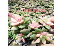 云南昆明順心多肉花卉客服是多少？18788196071圖3