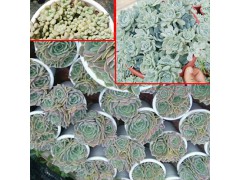 多肉植物市場_七彩多肉多少錢?-云南多肉植物價(jià)格網(wǎng)圖2