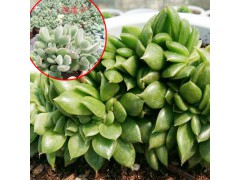 多肉植物市場_七彩多肉多少錢?-云南多肉植物價(jià)格網(wǎng)圖3