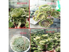 多肉植物批發(fā)價(jià)格_花盆紅稚蓮價(jià)格多少錢?圖1