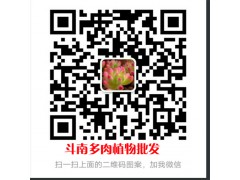 多肉植物批發(fā)價(jià)格_花盆紅稚蓮價(jià)格多少錢?圖2