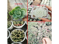 多肉植物批發(fā)價(jià)格_花盆紅稚蓮價(jià)格多少錢?圖3