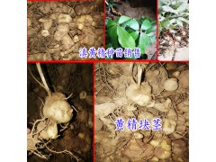 2018一畝黃精值多少錢?_黃精種植幾年能收?圖1