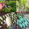 今年米莖3公分的芒果嫁接苗價(jià)格&優(yōu)質(zhì)芒果嫁接苗批發(fā)