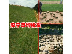 小金錢草坪供應(yīng)\金草坪種植場(chǎng)圖1