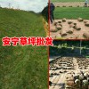 優(yōu)質(zhì)草坪信息*草坪多少錢(qián)一平方呢?