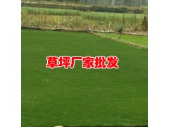 昆明混播草坪銷售價格-安寧混播草坪基地/昆明草坪批發(fā)圖2